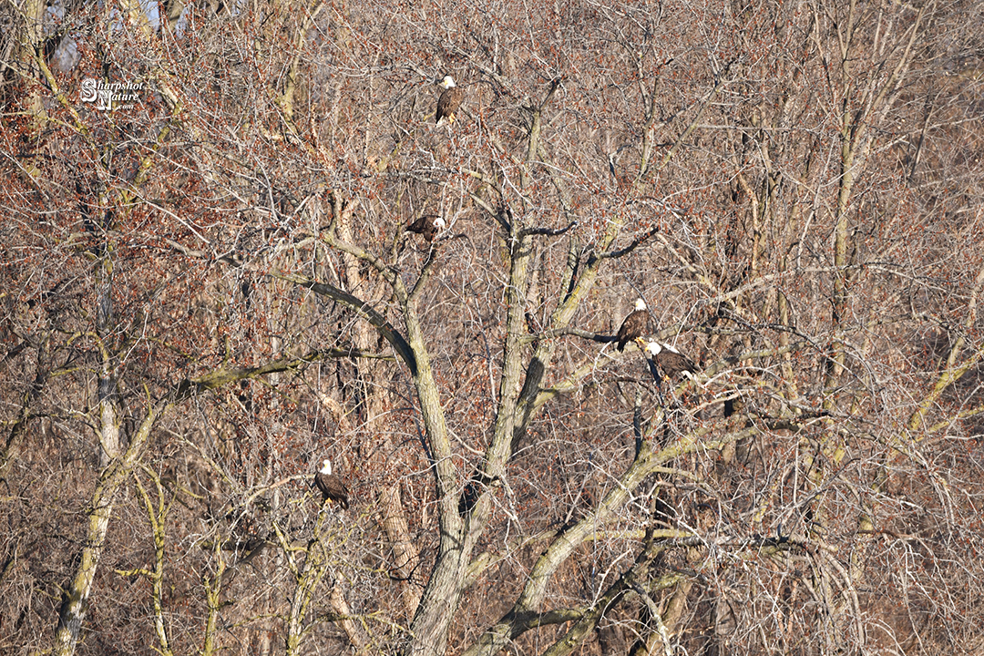 Bald Eagle