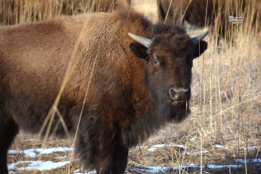 Bison