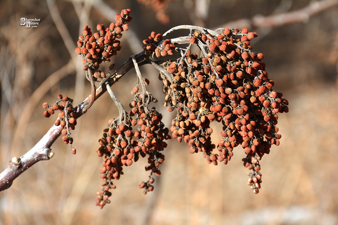 Sumac Fruit