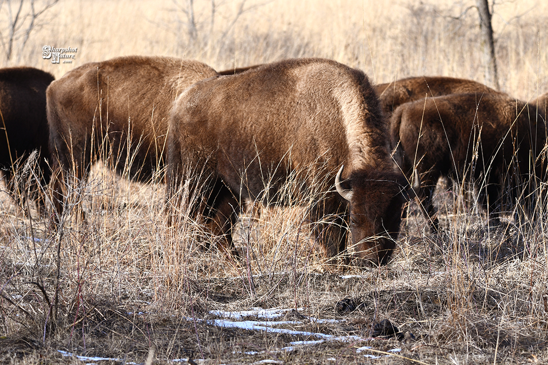 Bison