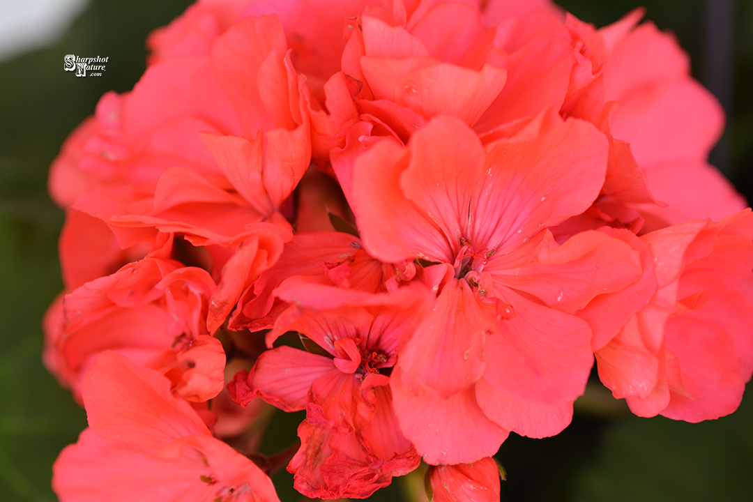 Geranium