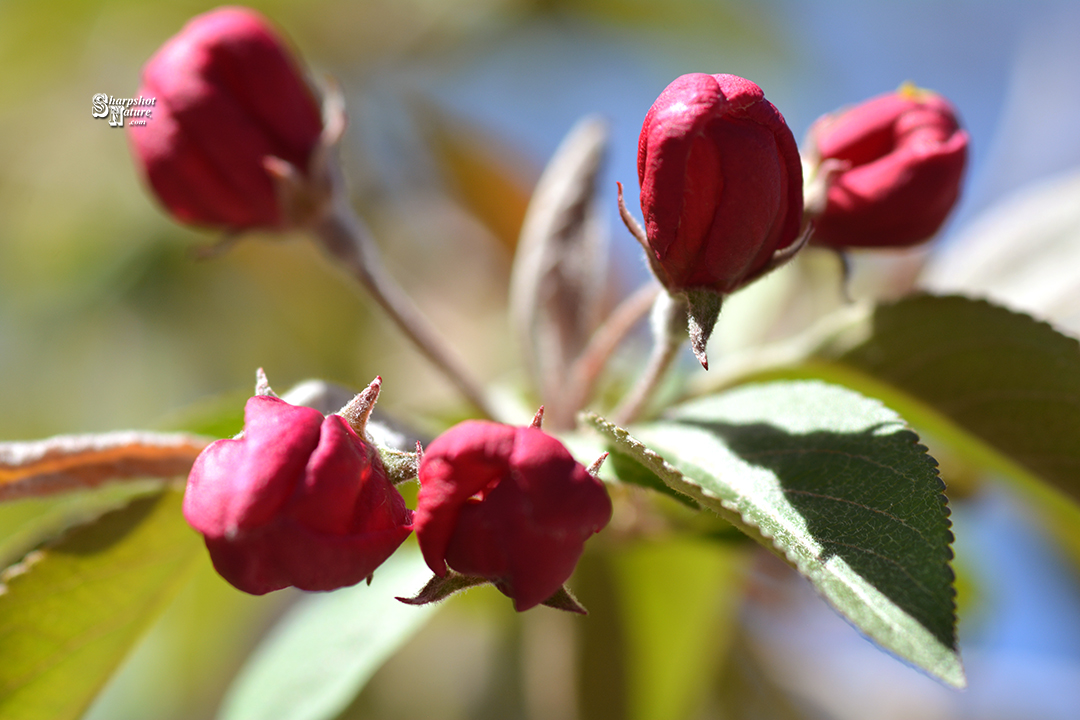 Crab-apple Blossom