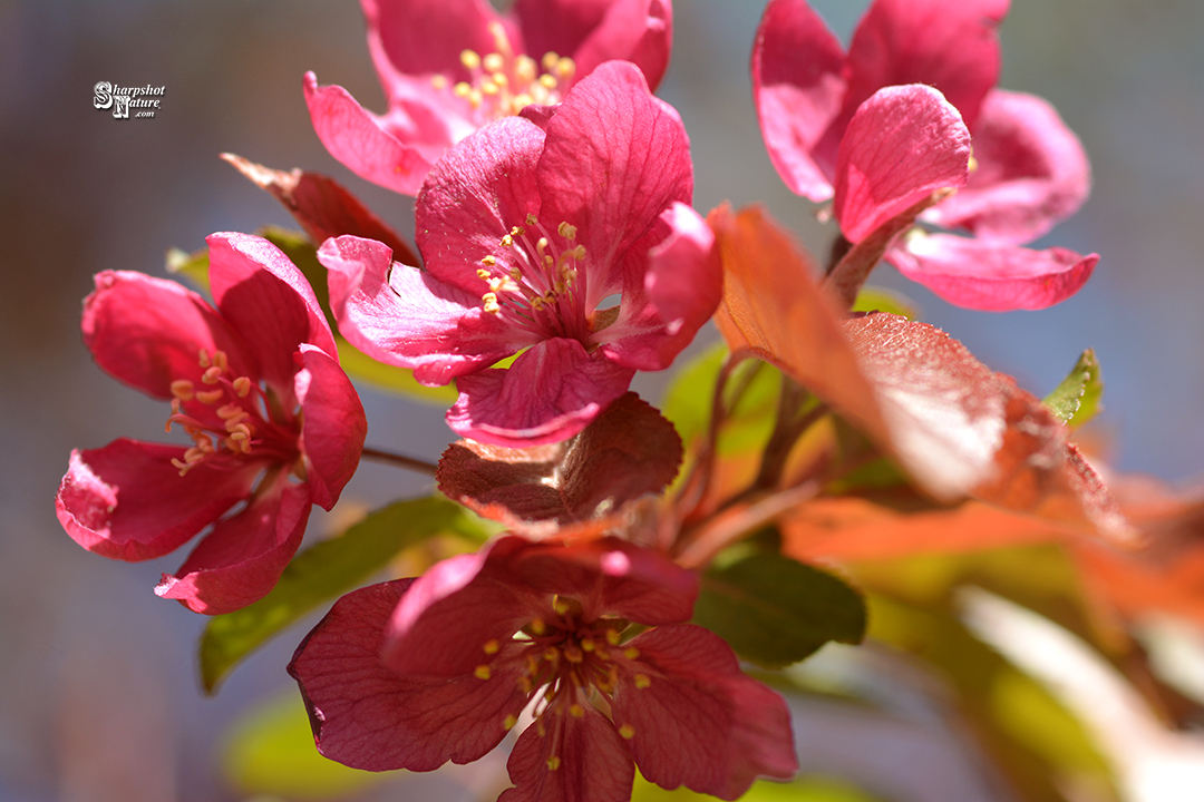 Crab-apple Blossom