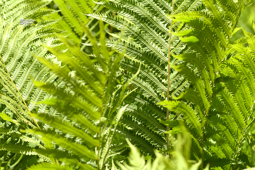 Fern