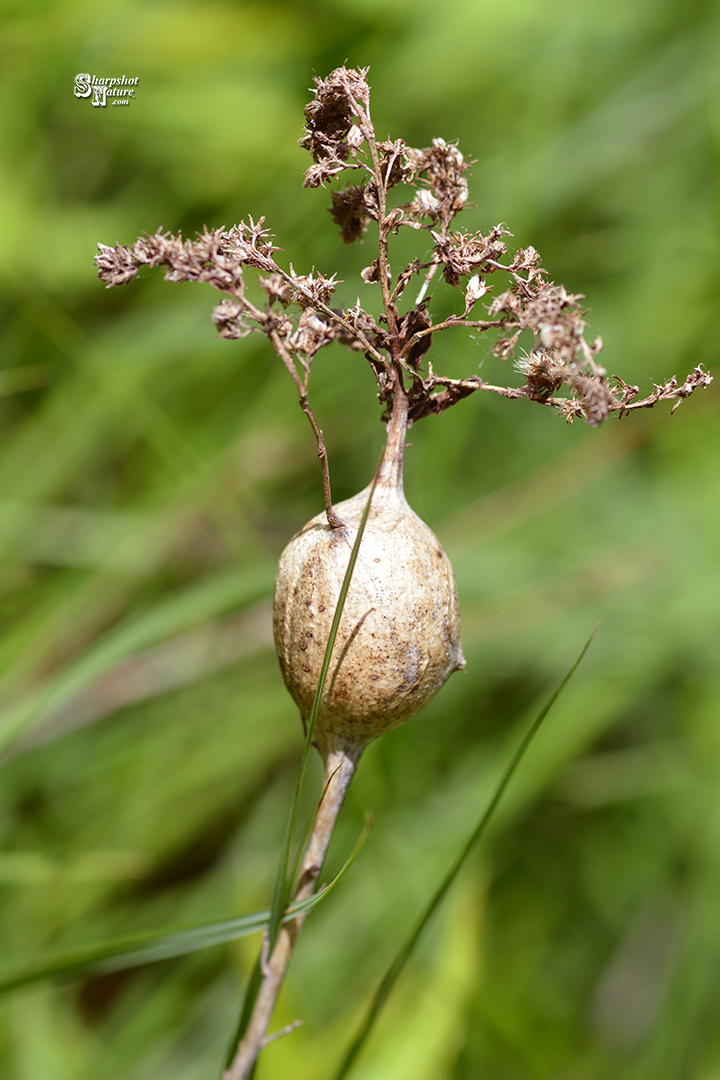Goldenrod Gall
