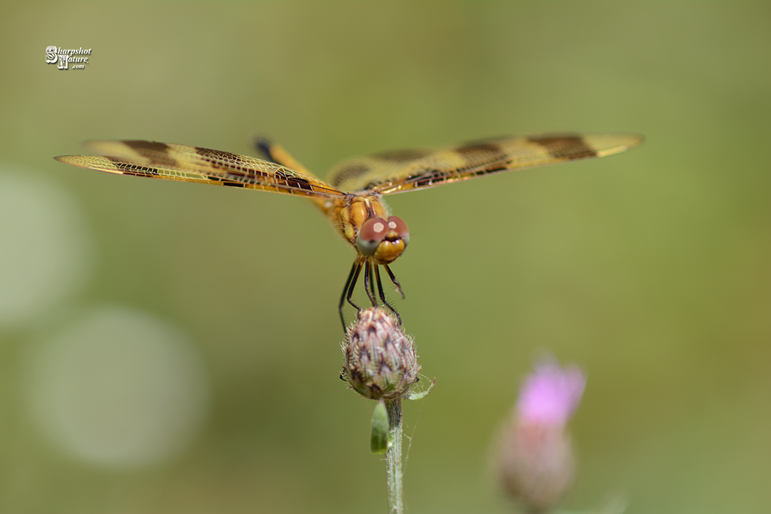 Dragonfly