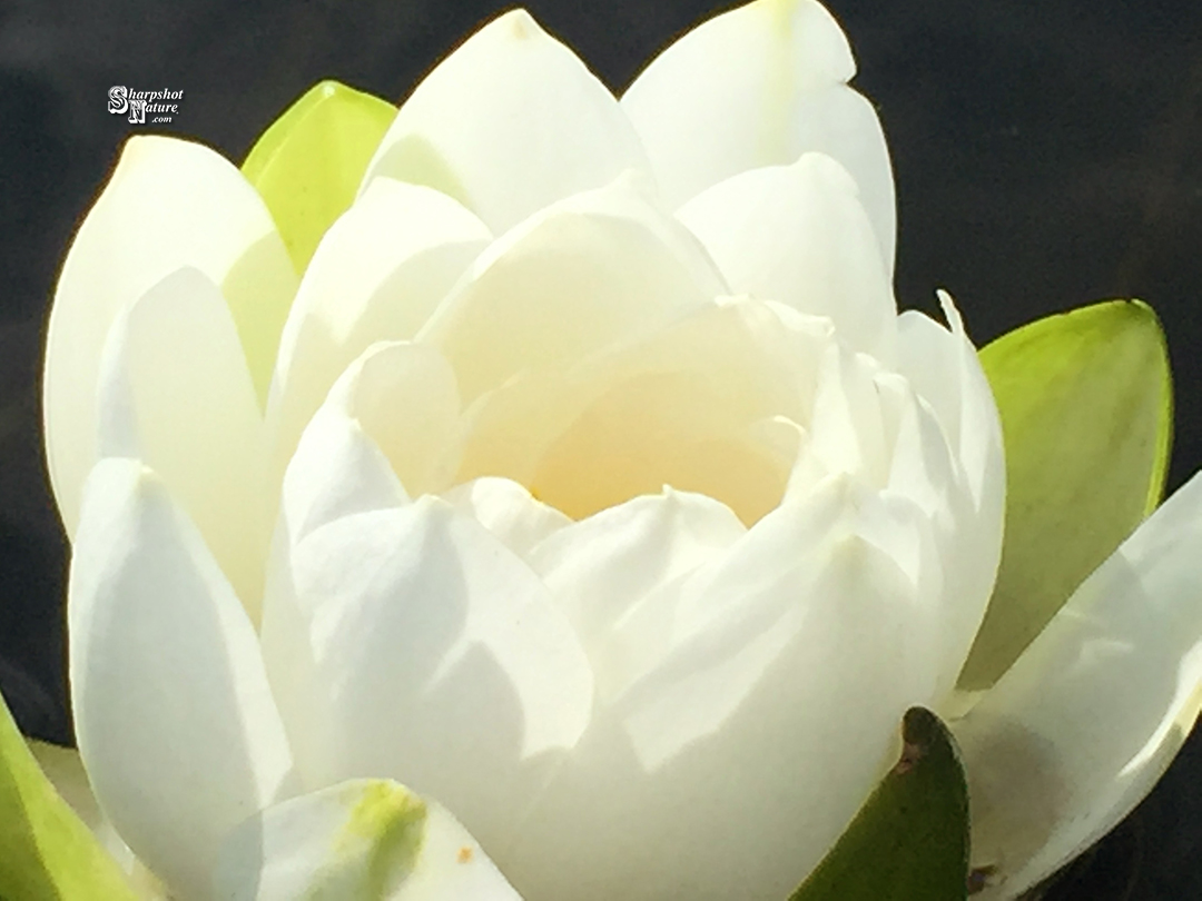 White Water Lily