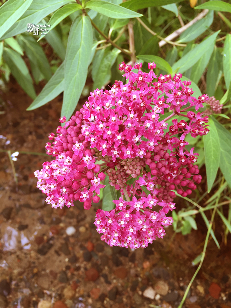 Swamp Milkweed