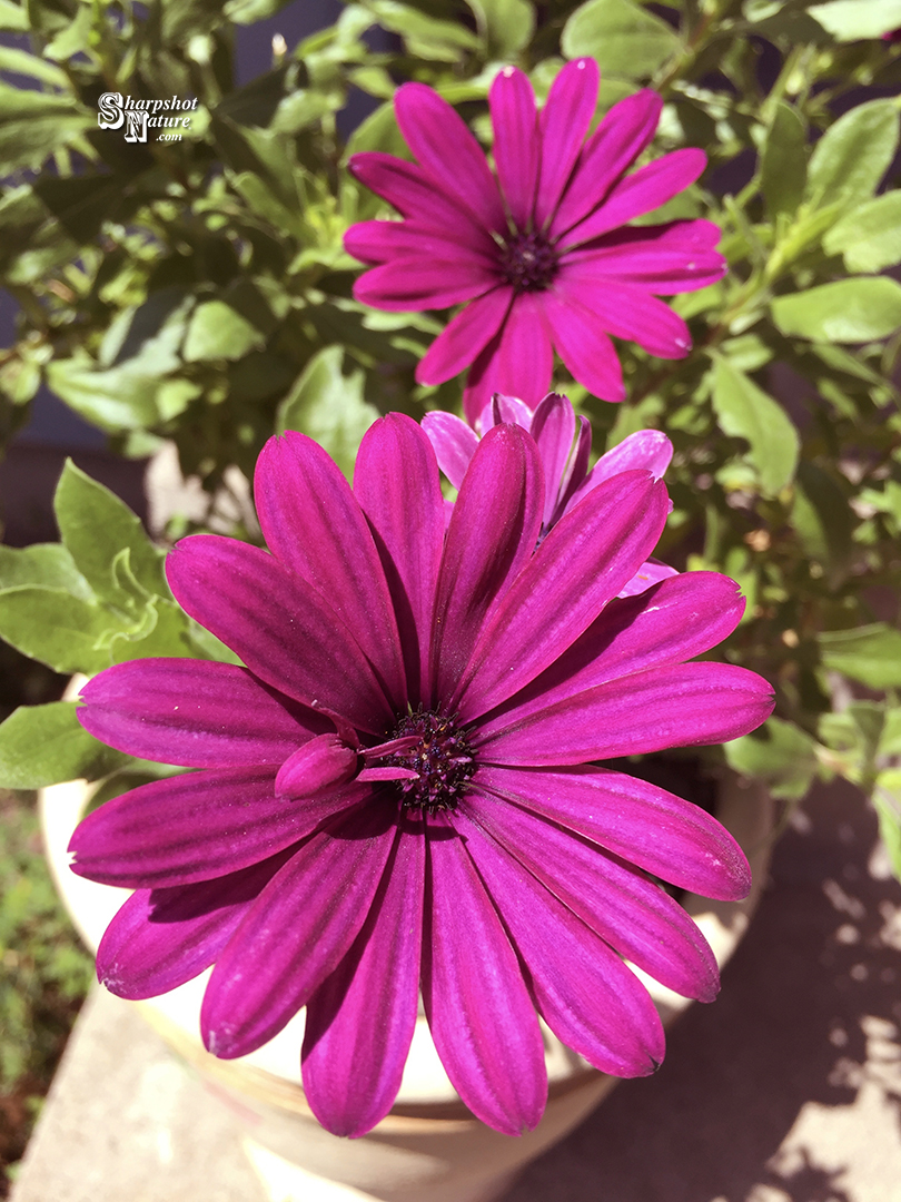 Purple Daisy