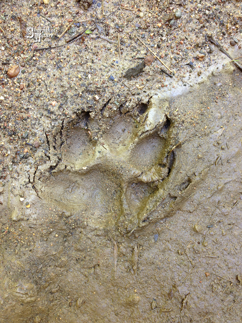 Wolf Track