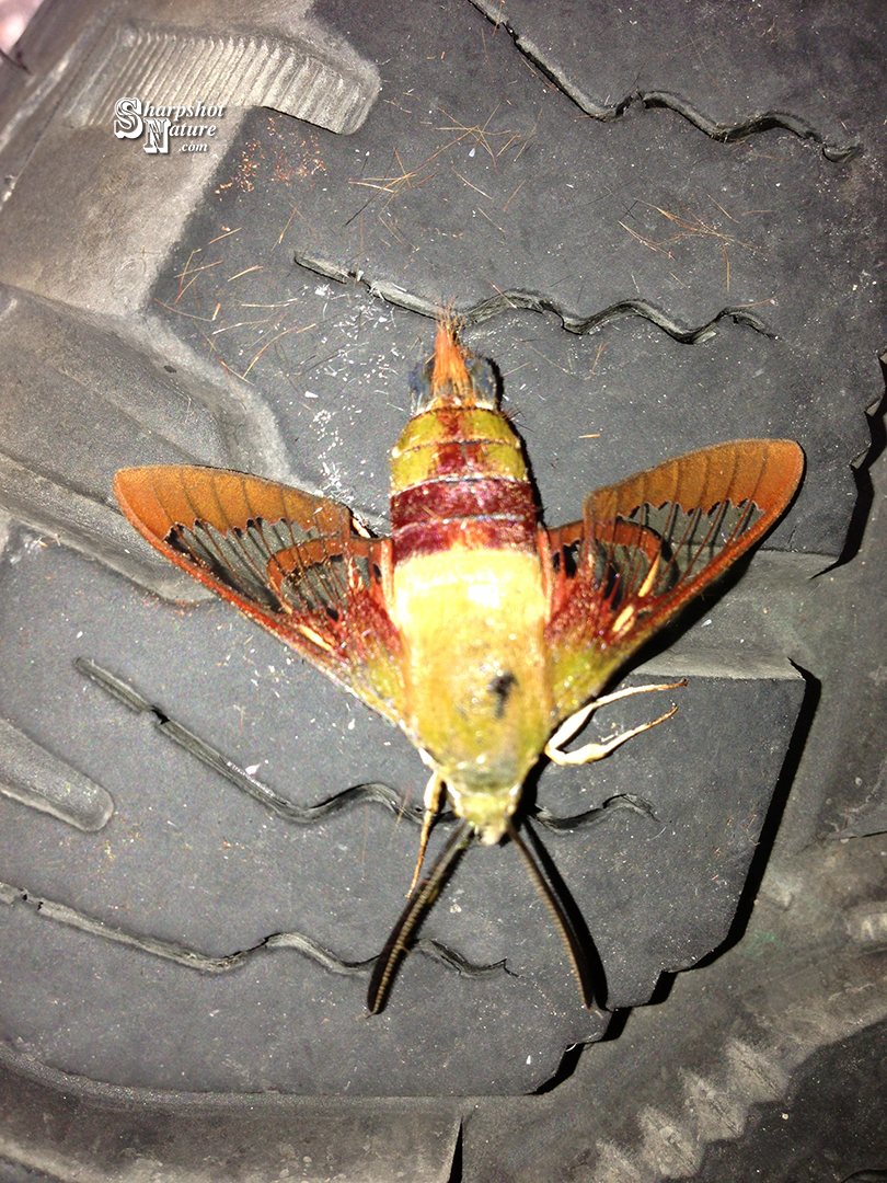 Hummingbird Moth