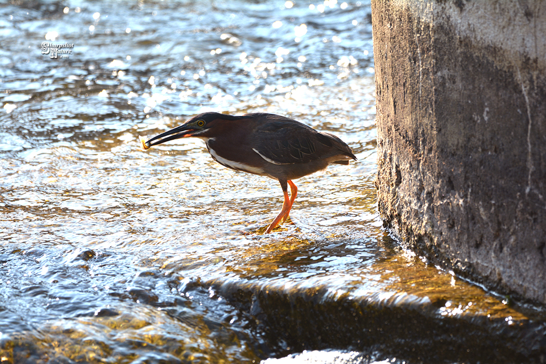 Green Heron