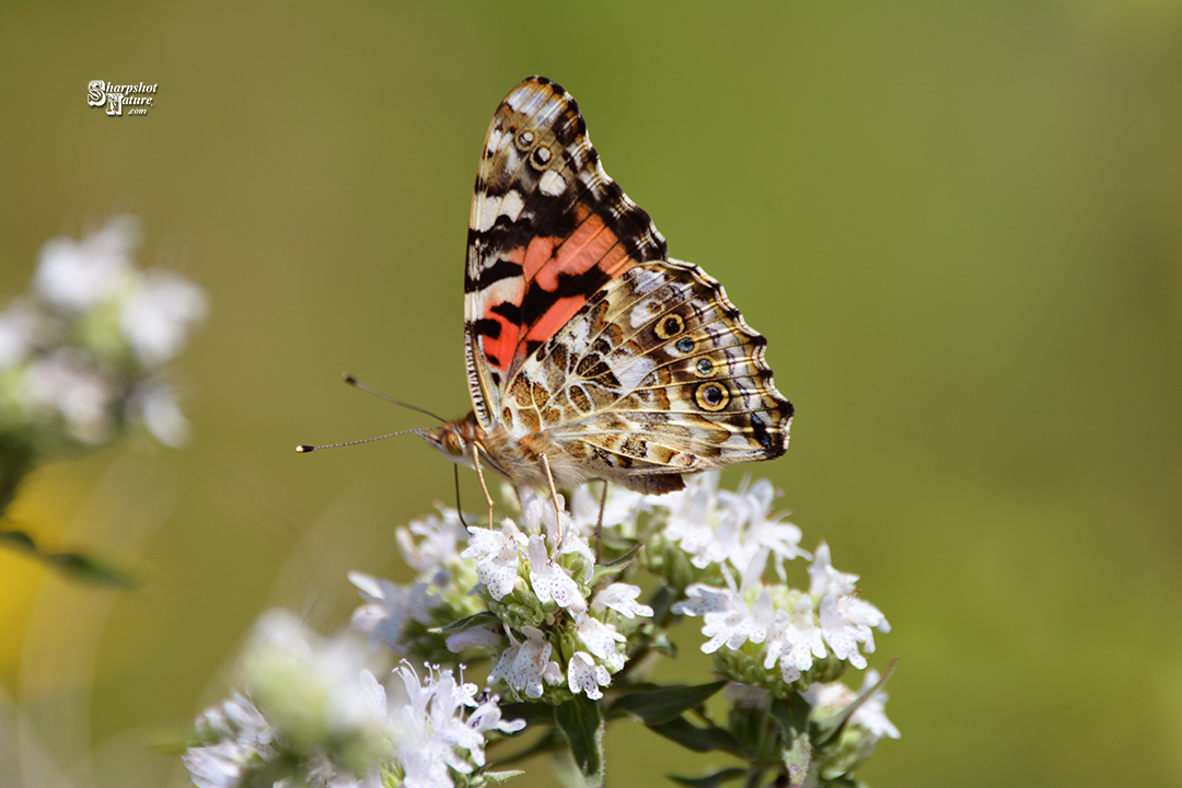 Painted Lady