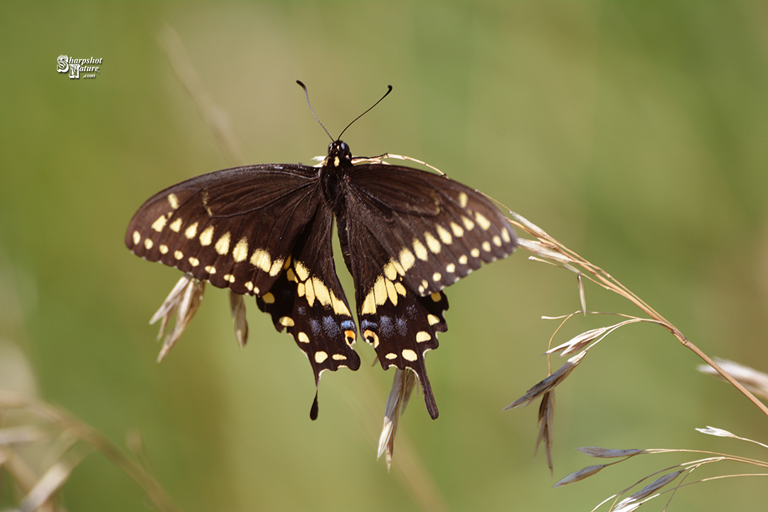 Swallowtail