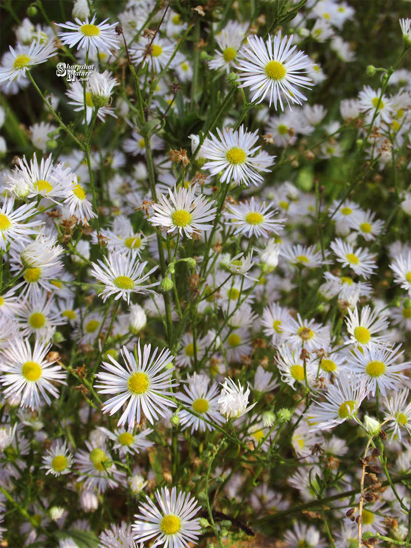 Aster