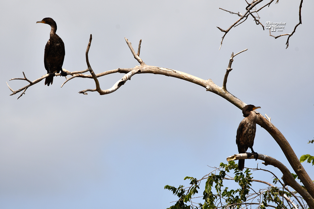 Double-crested Cormorant