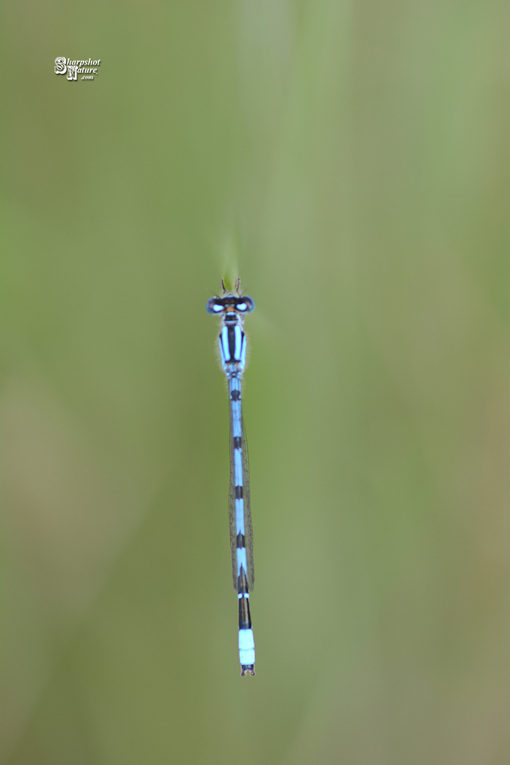 Damselfly