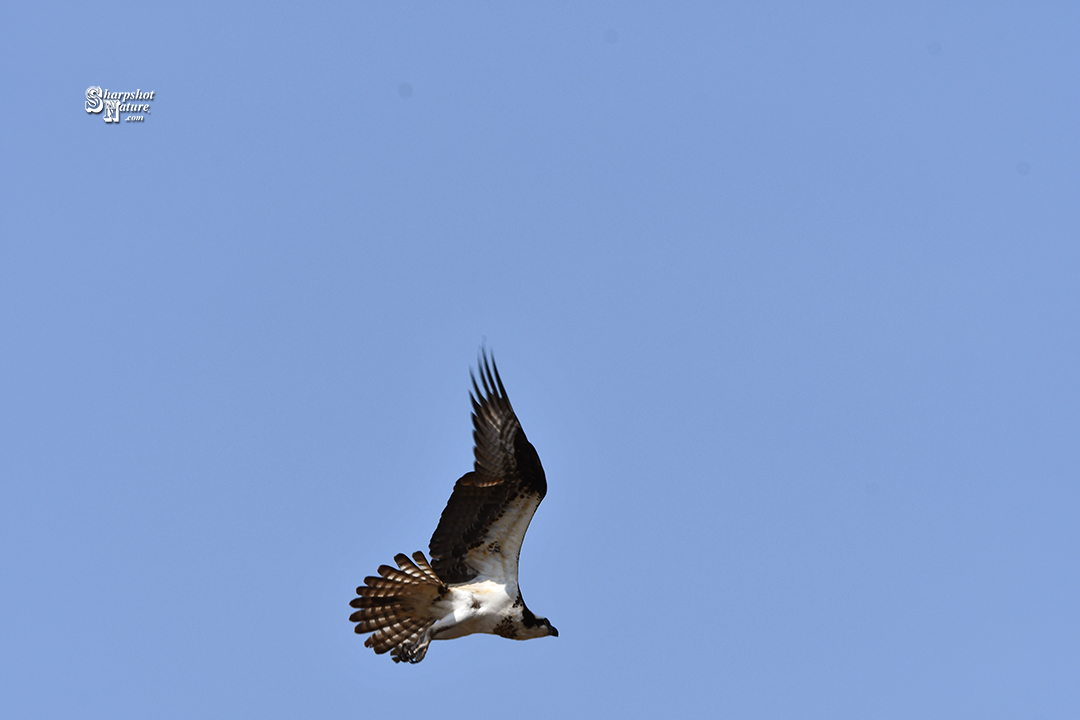 Osprey