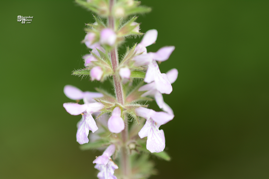 Hairy Hedge-nettle
