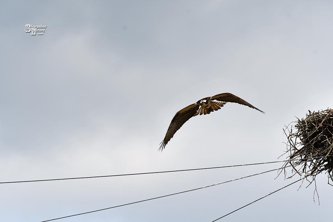 Osprey