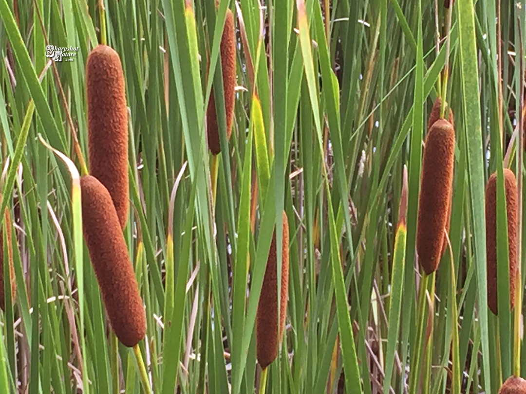 Cattail