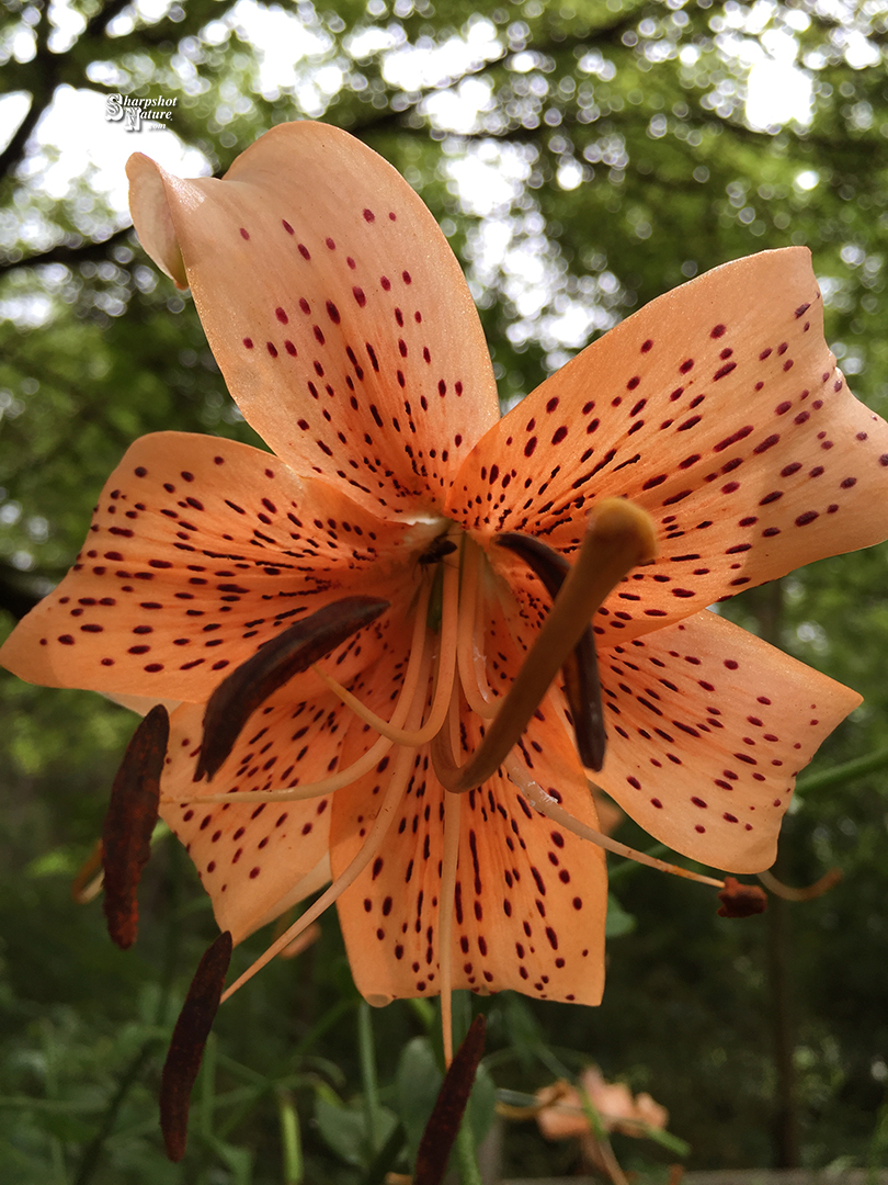 Tiger Lily