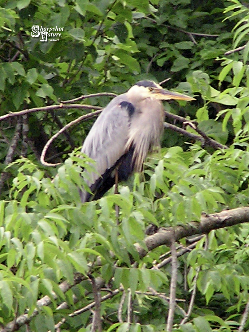 Great Blue Heron