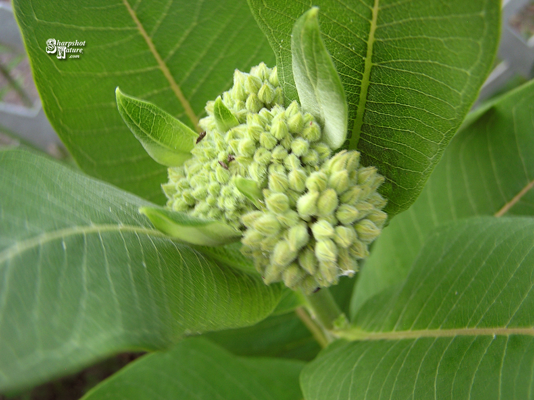 Milkweed