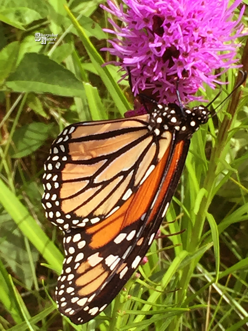 Monarch