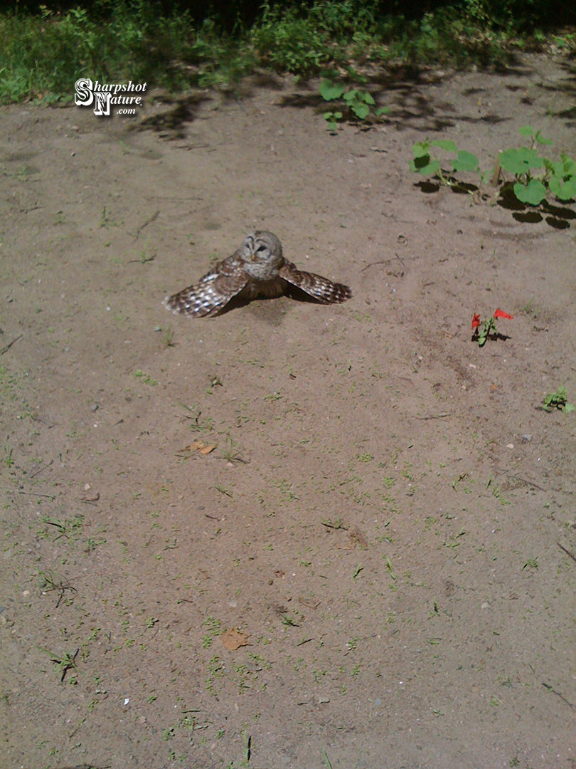 Sunbathing Owl