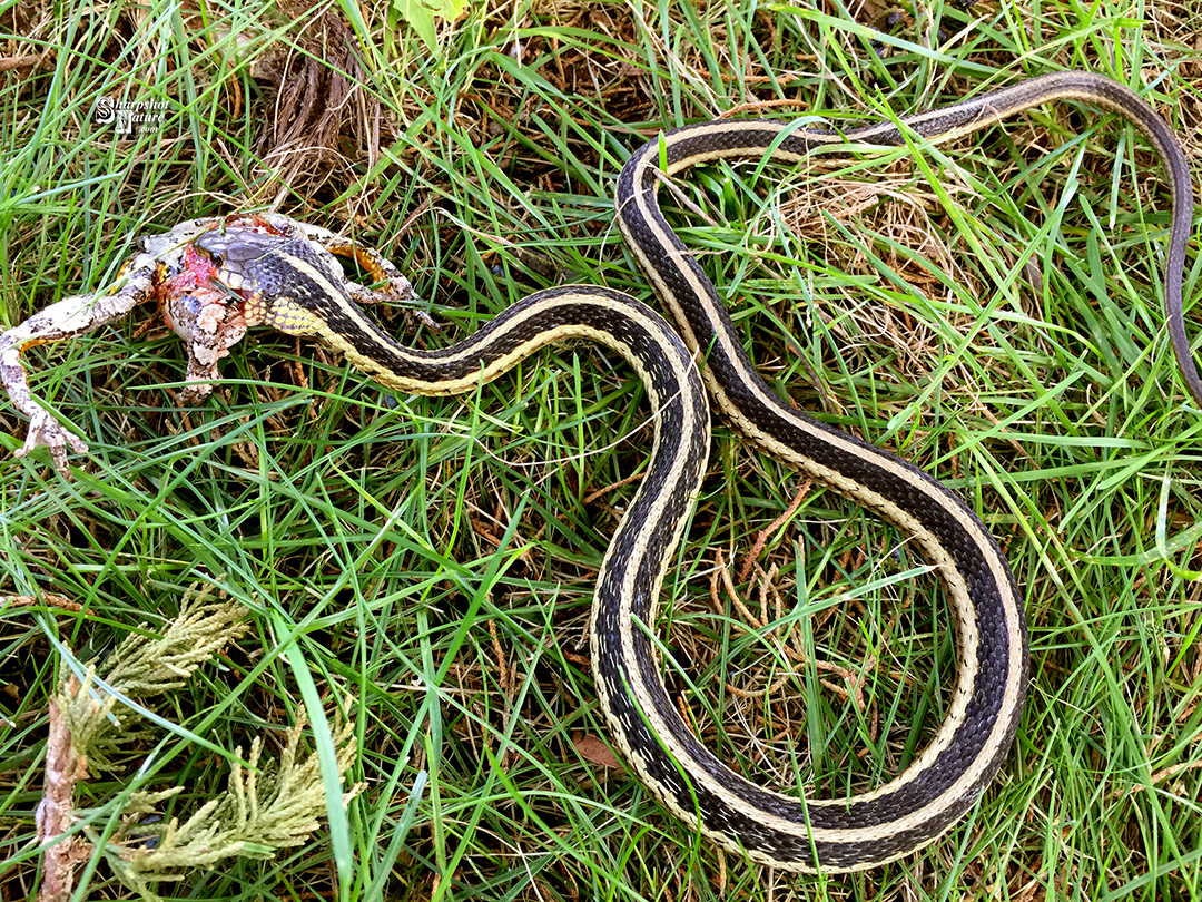 Garter Snake