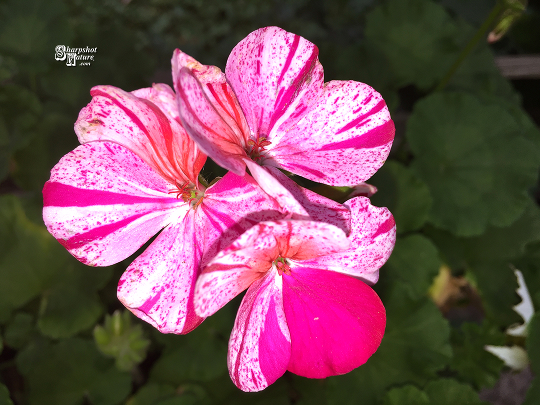 Geranium