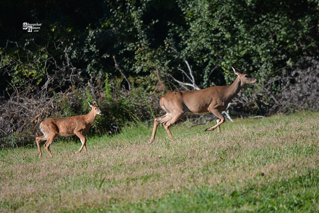 White-tailed Deer