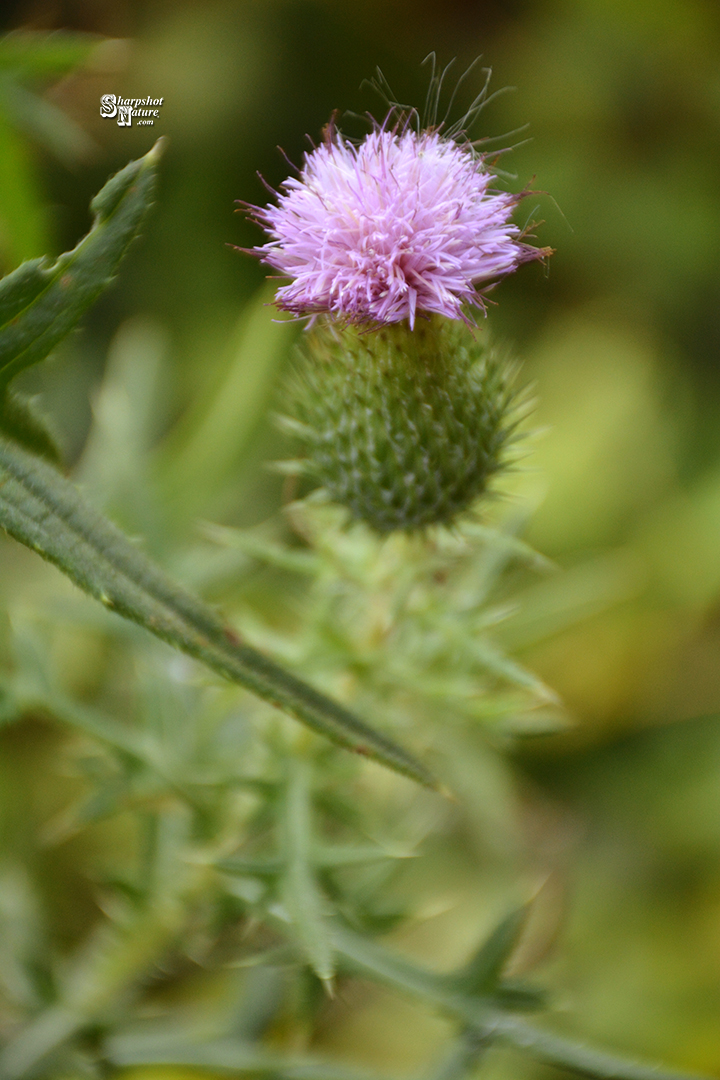 Thistle