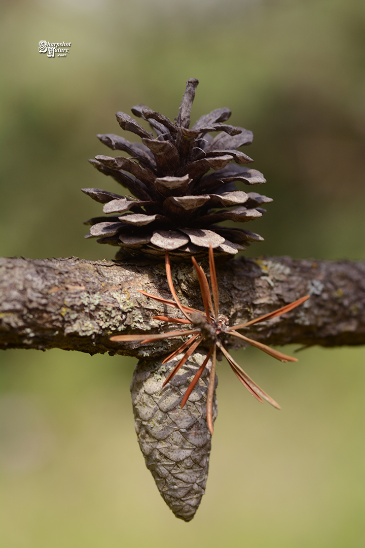 Pine Cone