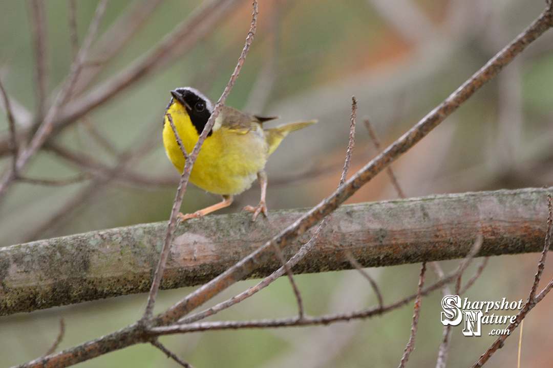 Common Yellowthroat