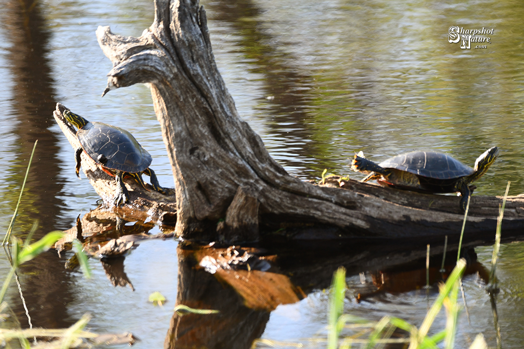 Painted Turtle