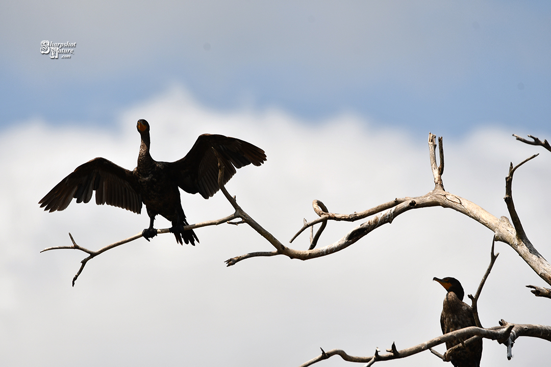 Double-crested Cormorant
