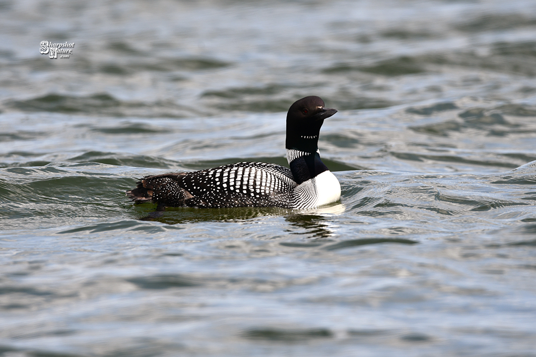 Loon