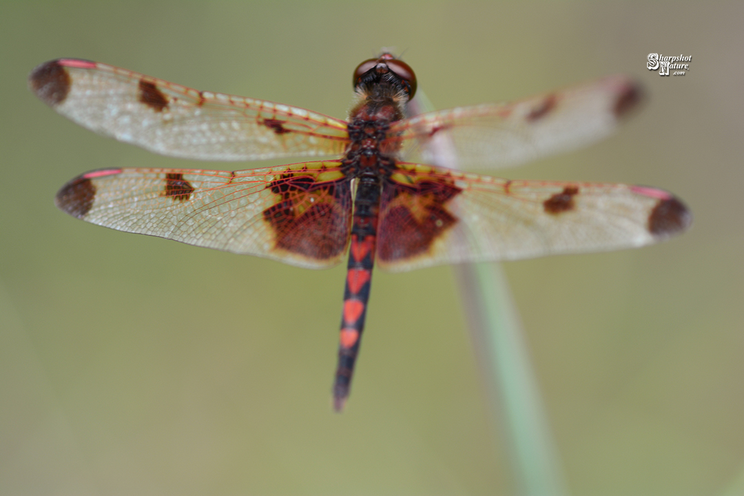 Dragonfly