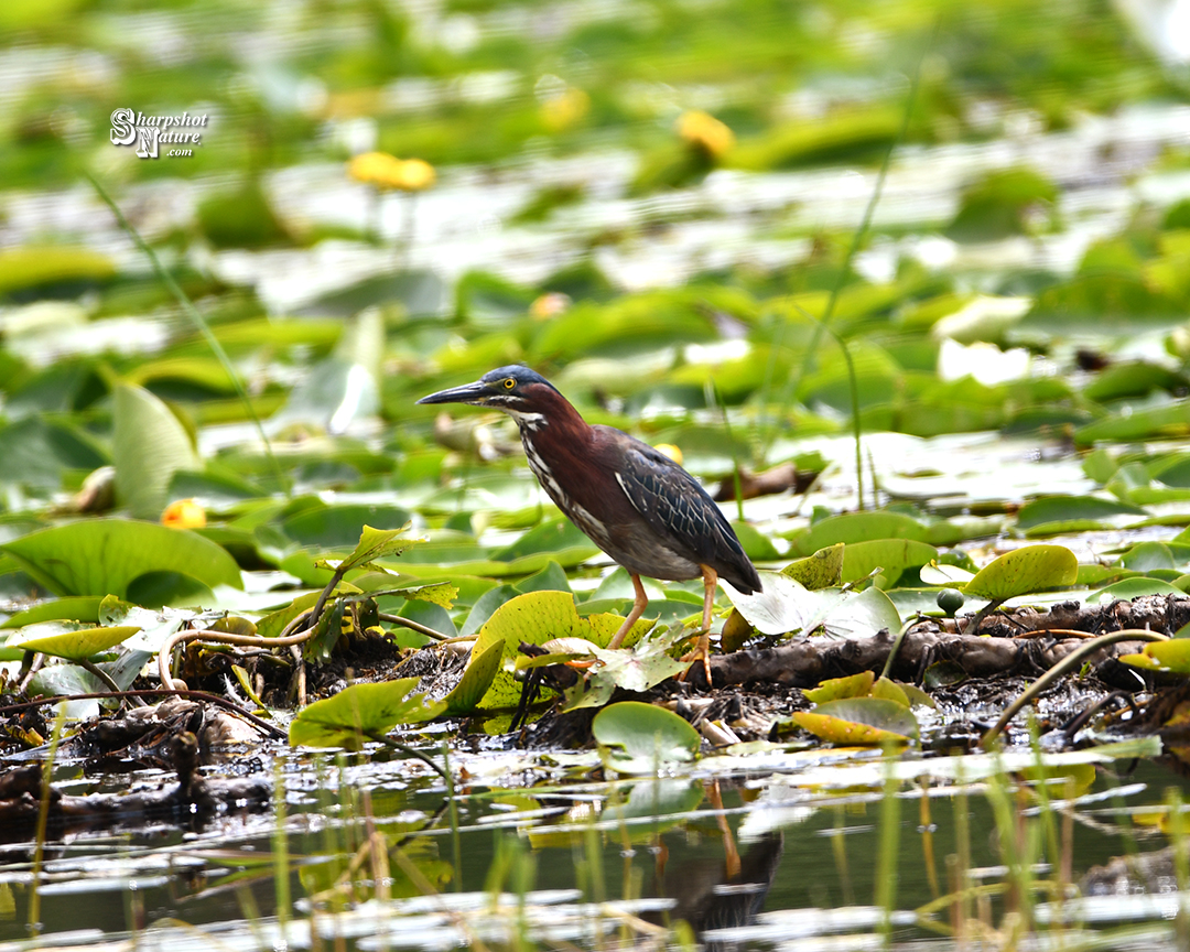 Green Heron