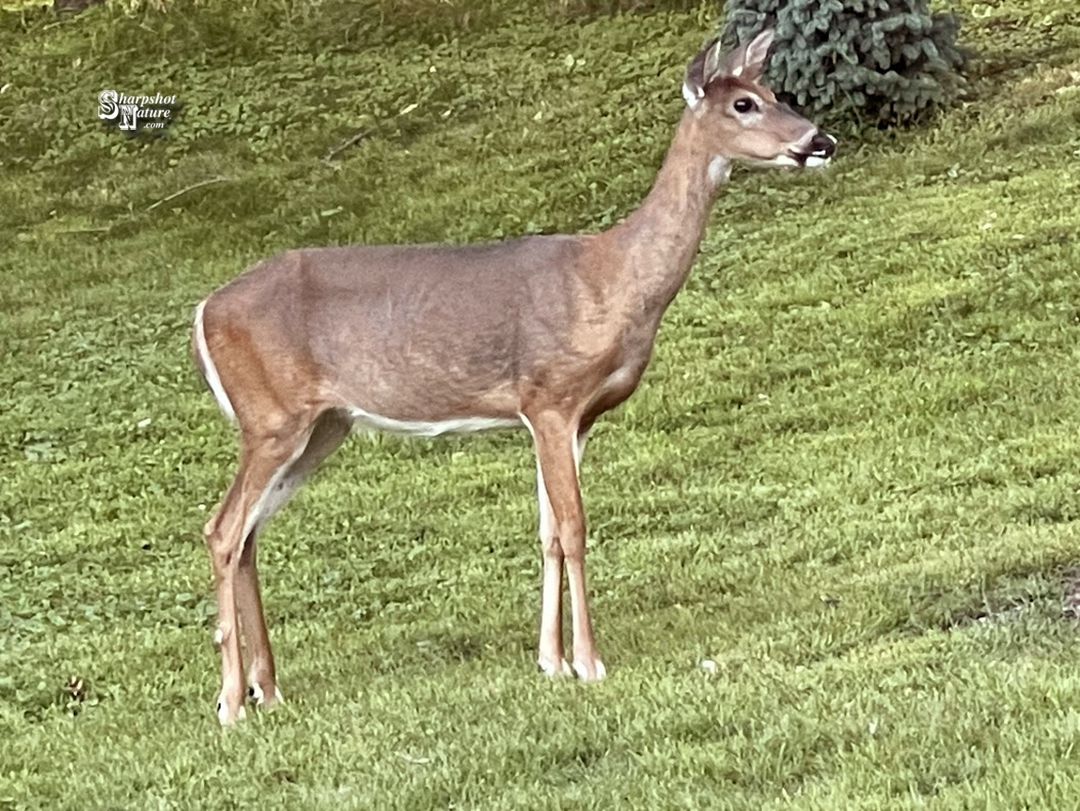 White-tailed Deer