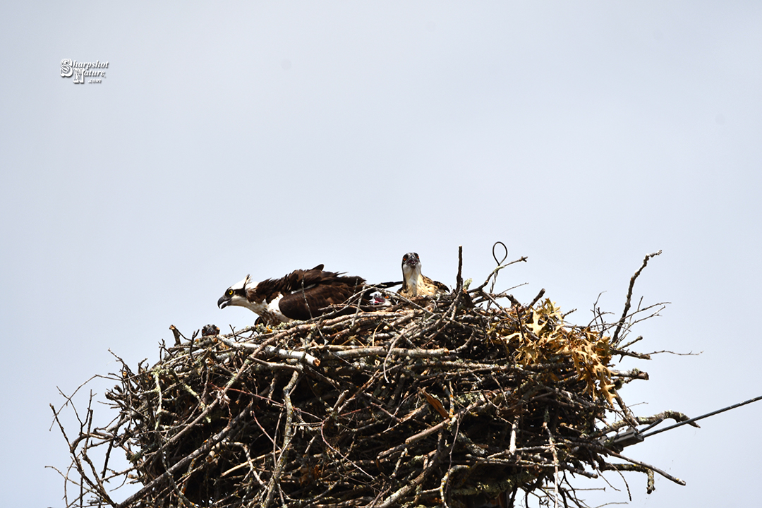 Osprey