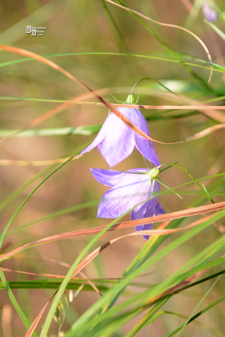 Bluebells