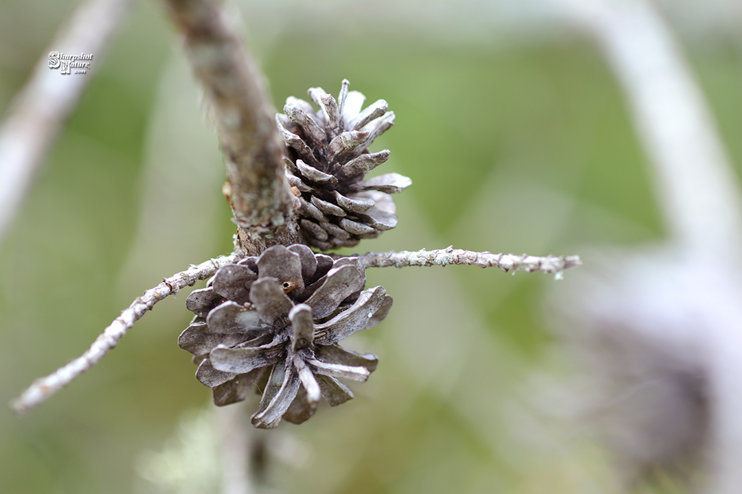 Pine Cone