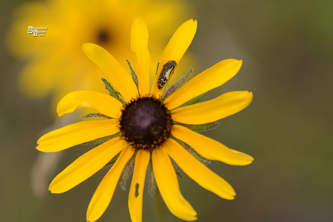 Black-eyed Susan