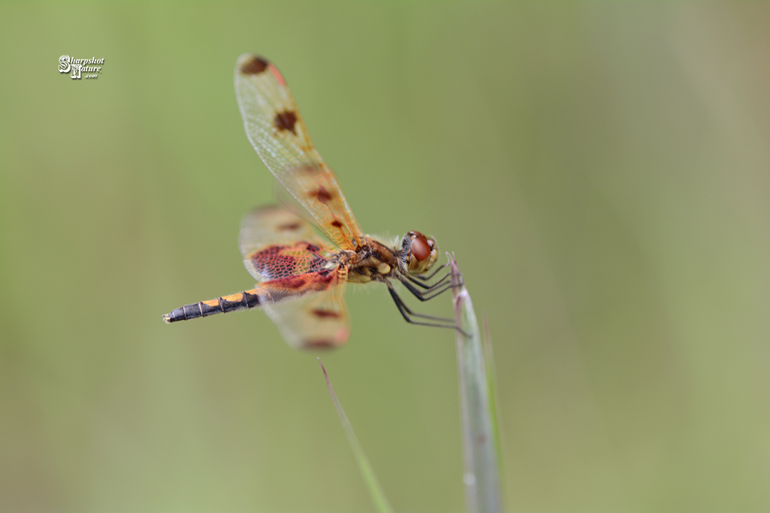 Dragonfly