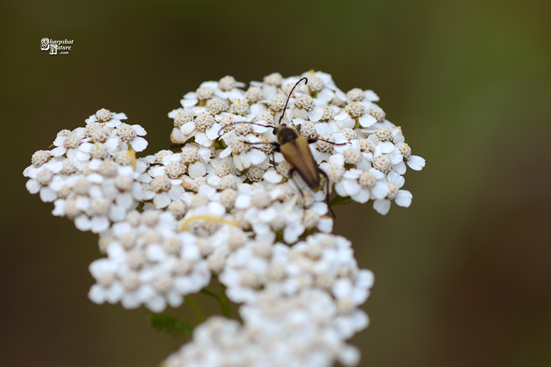 Tawny Longhorn Beetle