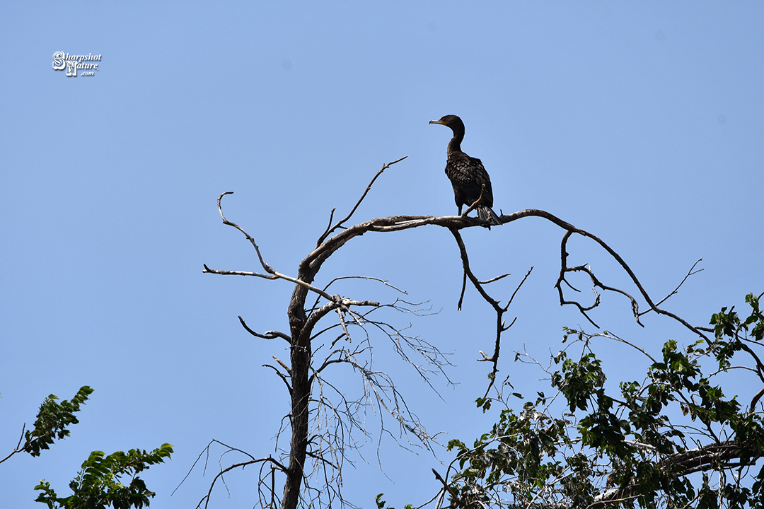 Double-crested Cormorant