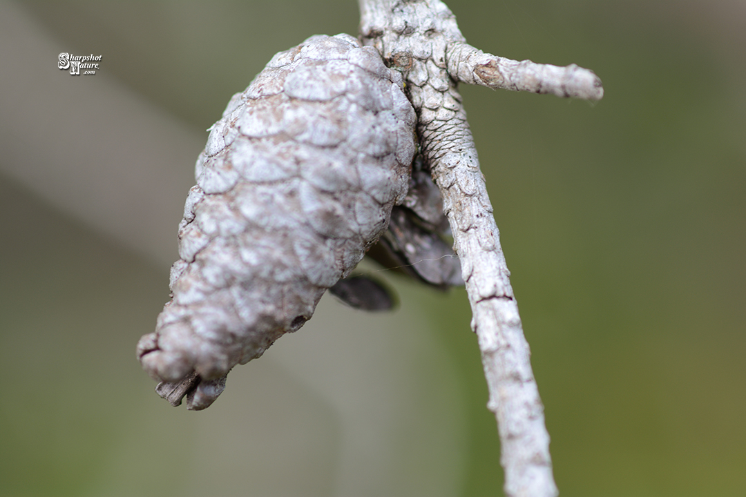 Pine Cone